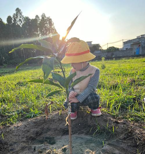 饥饿荒野中的芒果树（探索游戏世界中芒果树的生命周期与收获次数）